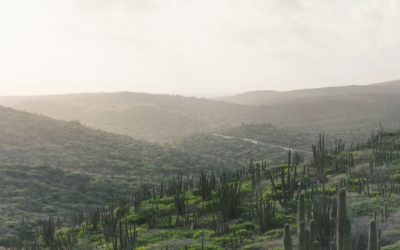 11 opmerkelijke feitjes over Aruba